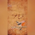 محسن مولانا مرغ سحر 2