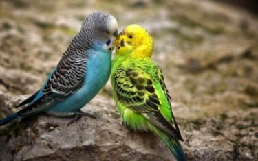 شناخت بهترین صدای پرندگان در طبیعت