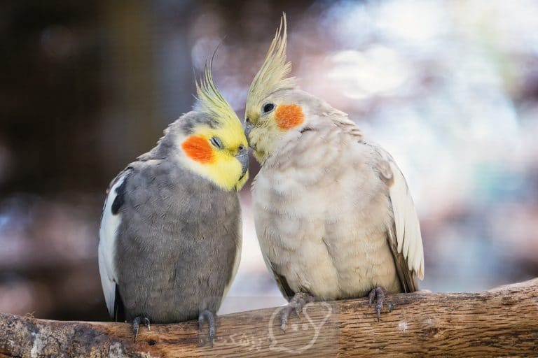 شناخت بهترین صدای پرندگان در طبیعت